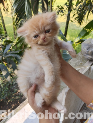 Persian kitten